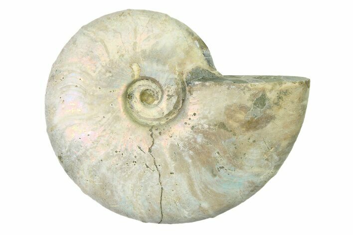 Silver Iridescent Ammonite (Cleoniceras) Fossil - Madagascar #327738